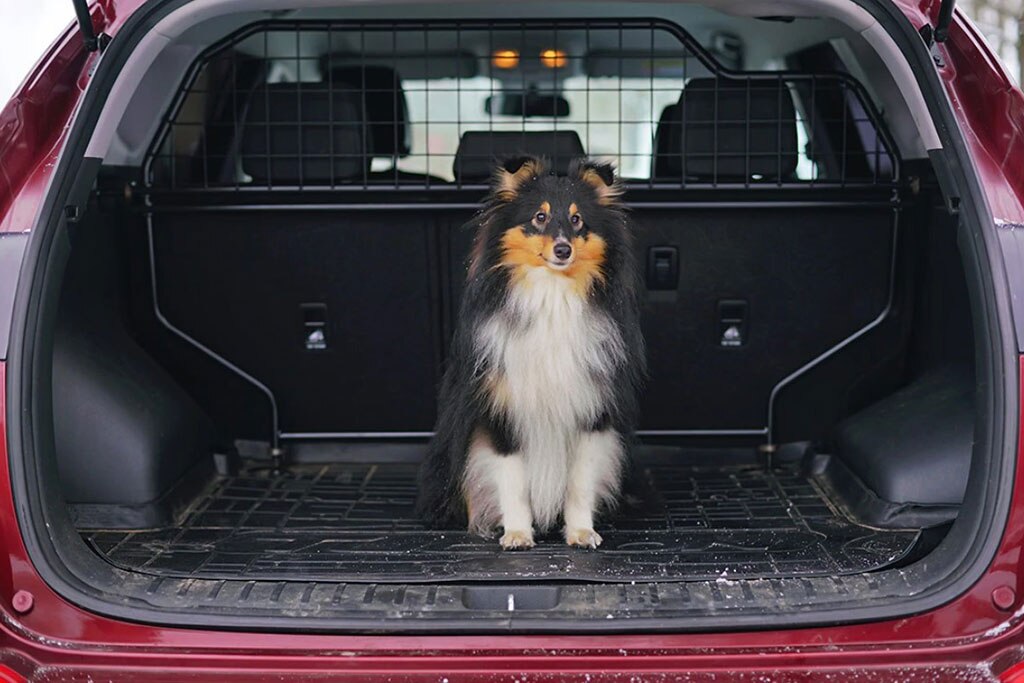 pet accessories for suv