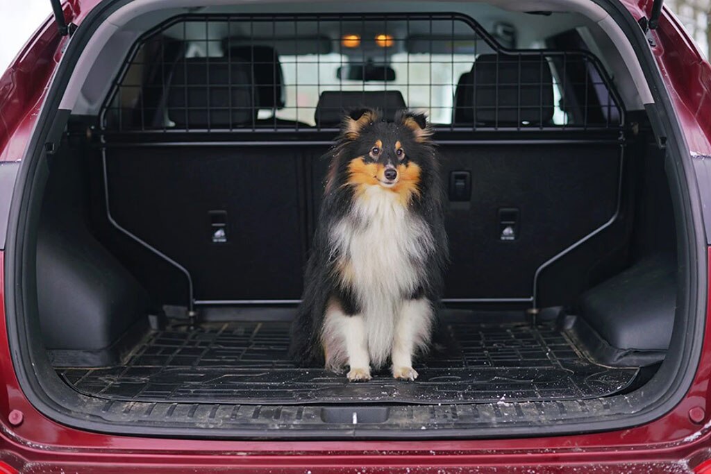 dog car accessories