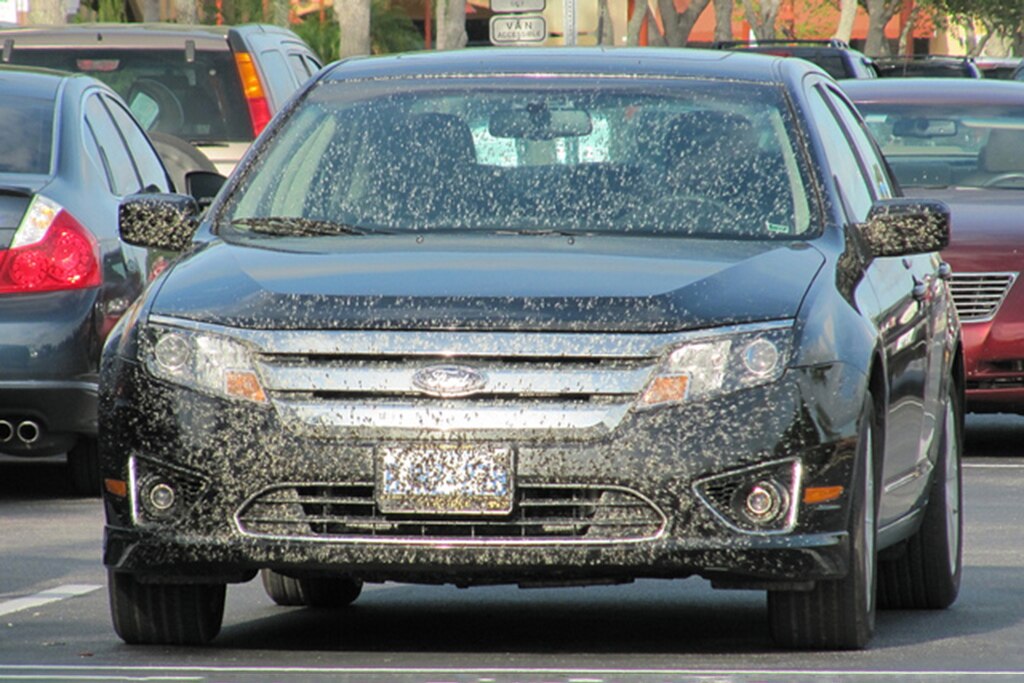 How to Prepare Your Car for Lovebug Season Autotrader