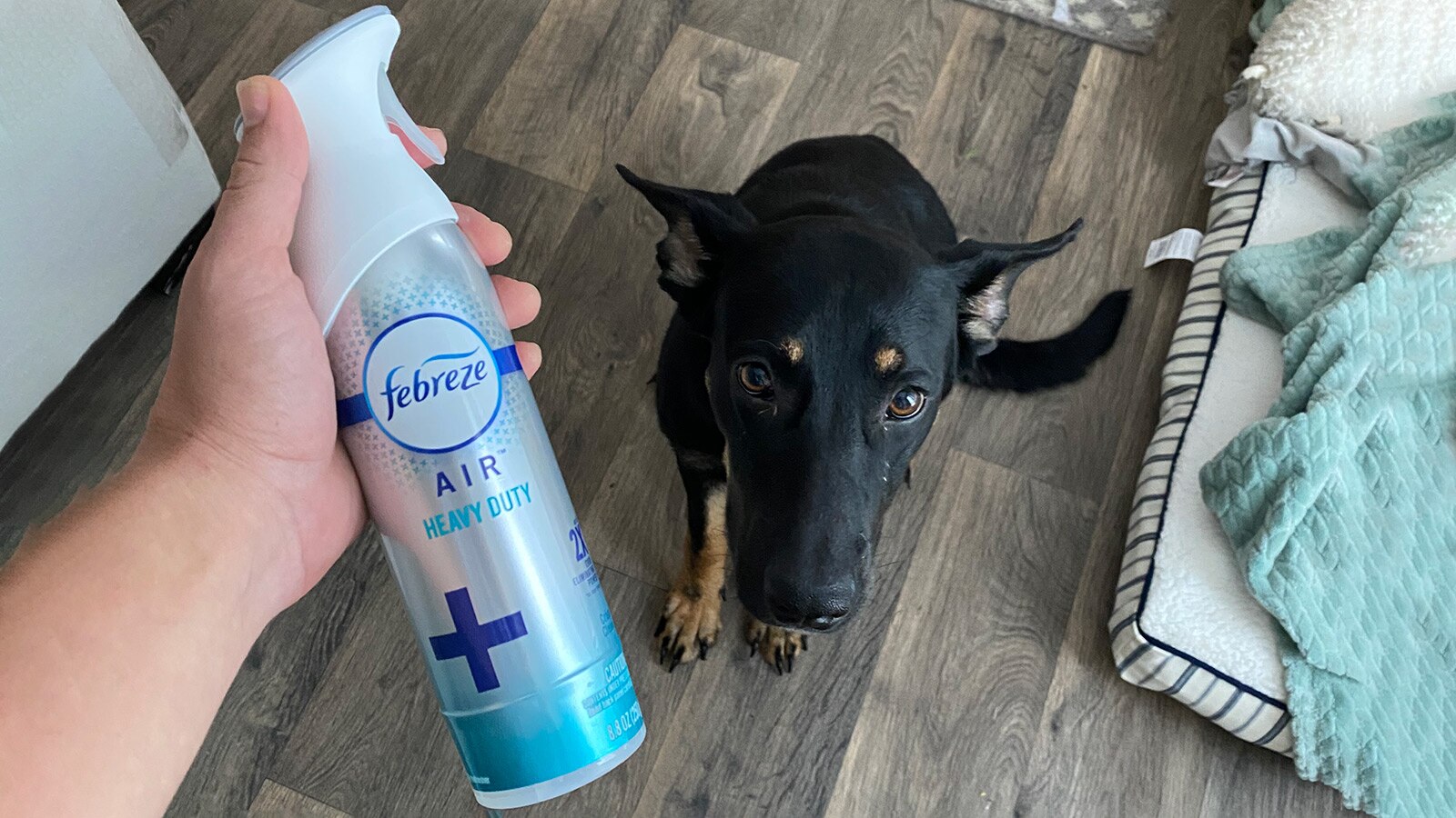 Best Pet Accessories for Your Car Autotrader