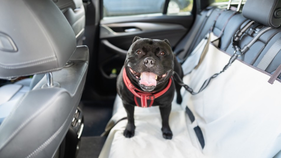 Keeping your car clean
