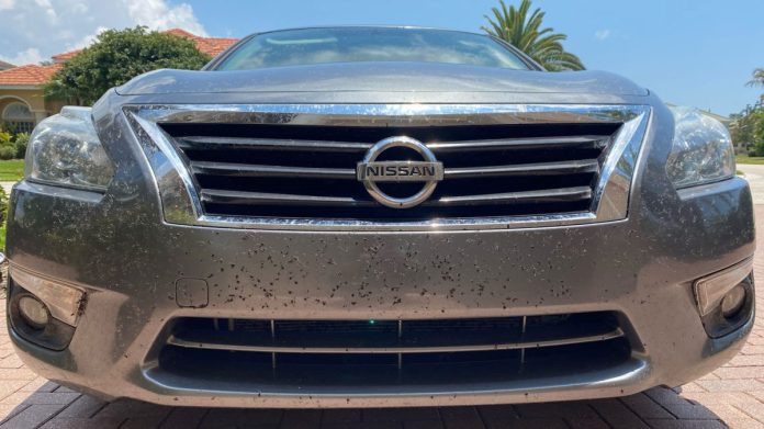 Car covered in lovebugs