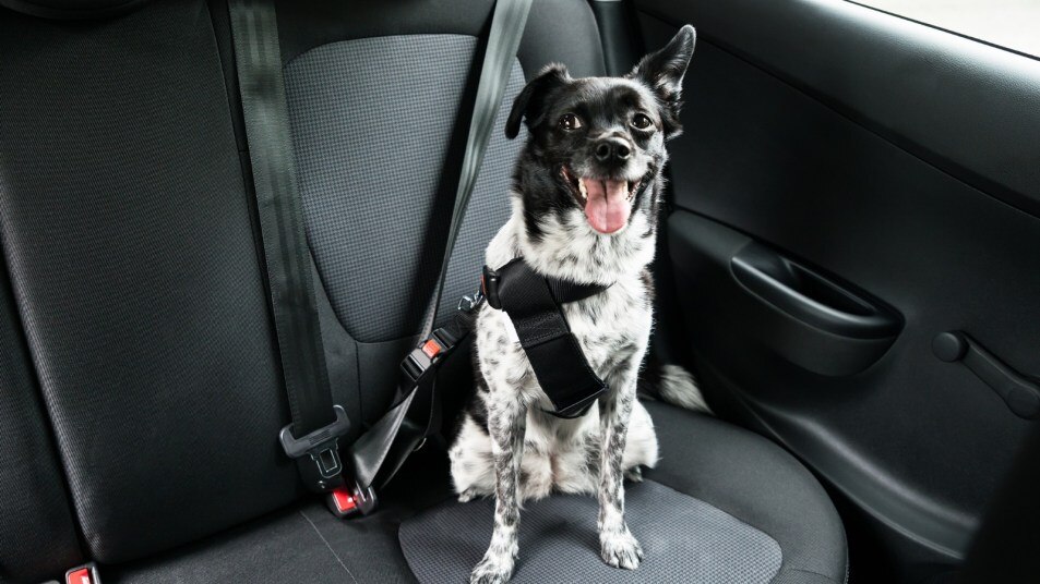 Autotrader dog on sale lead