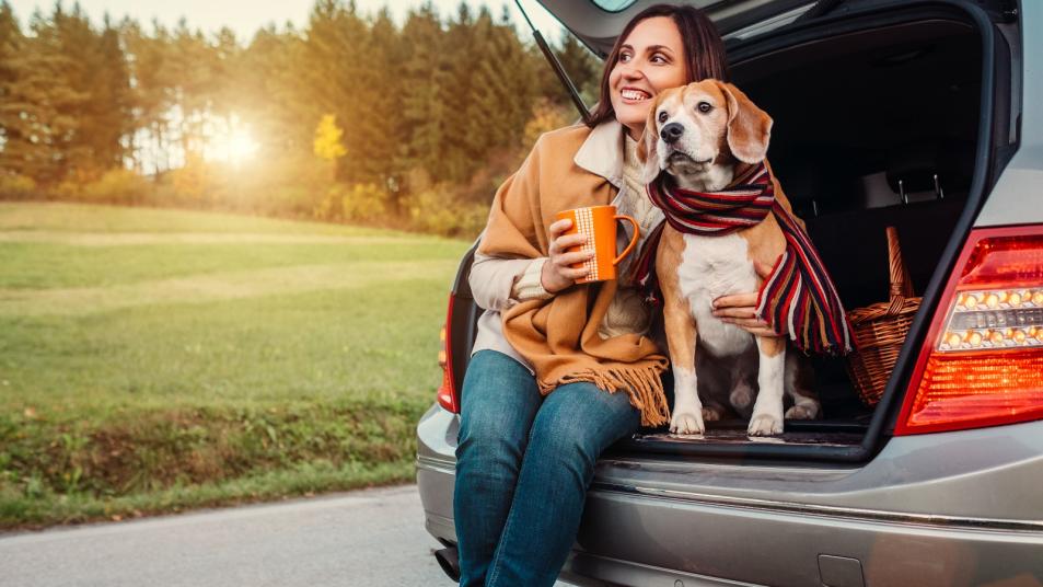 Dog in car