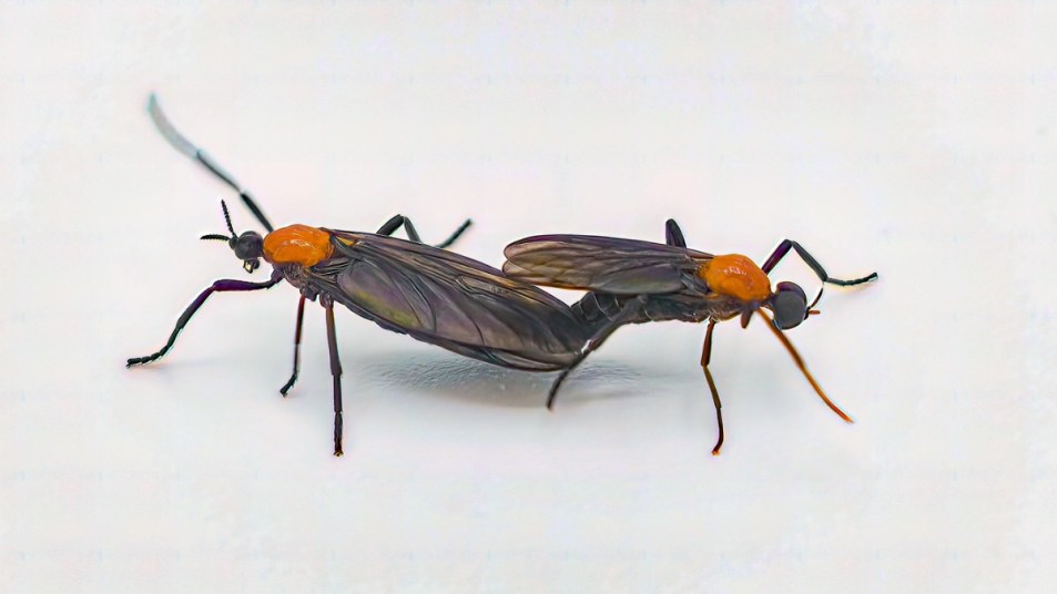 Two lovebugs mating