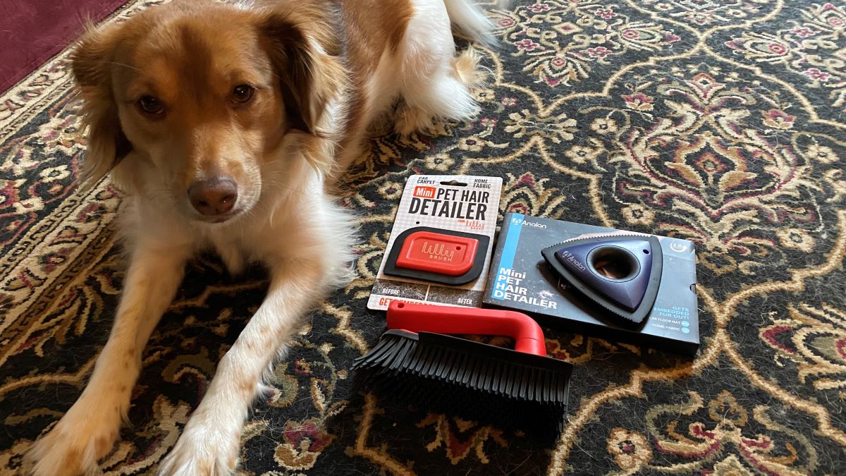 How to Remove Dog Hair From Cars Autotrader