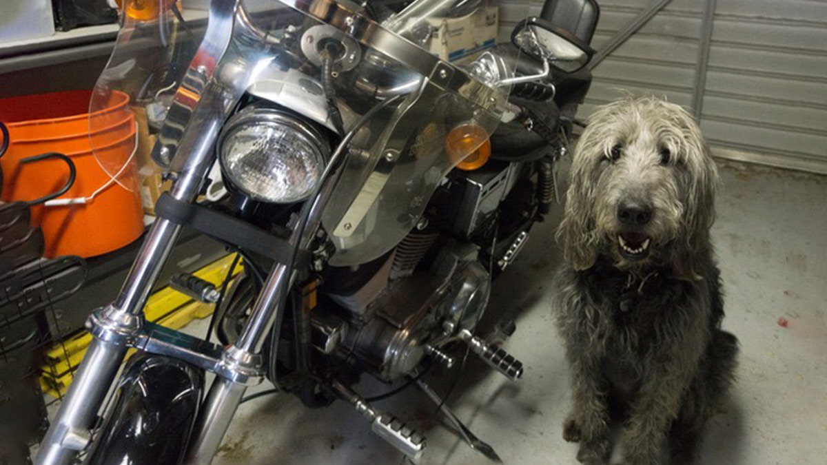 Chet the labradoodle loved cars, but he considered Fogelson's Harley-Davidson Sportster a member of the family.