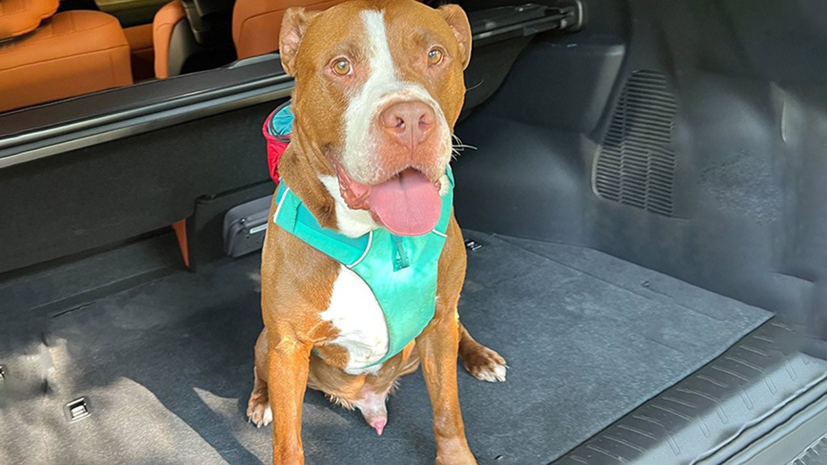 Best Cars for Dog Lovers Autotrader