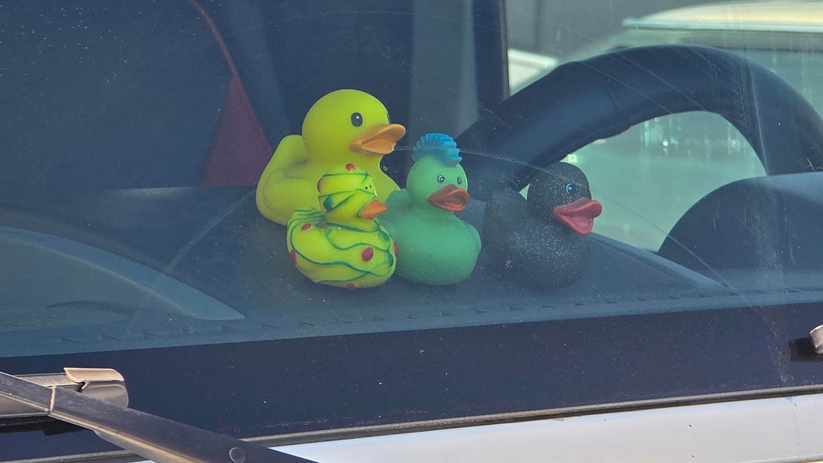 4 rubber ducks on dashboard of a white Jeep.