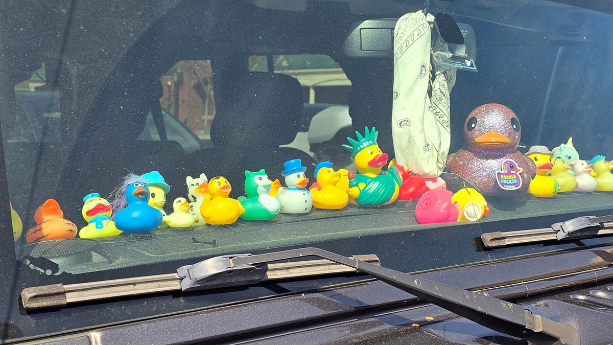 Plenty of ducks on a black Jeep.